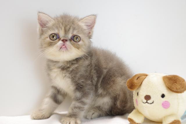 エキゾチックショートヘアー