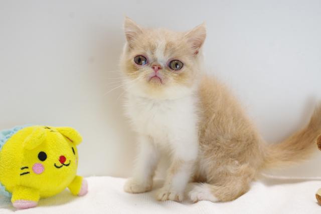 エキゾチックショートヘアー