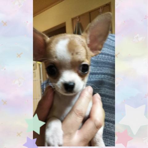 チワワ（スムースコート）