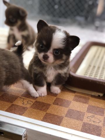 チワワ(ロングコート)