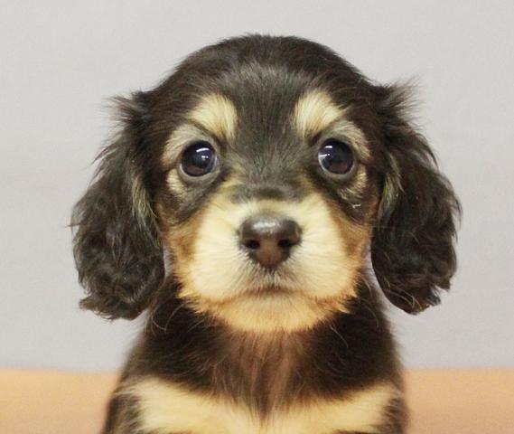 ミニチュアダックスフンド