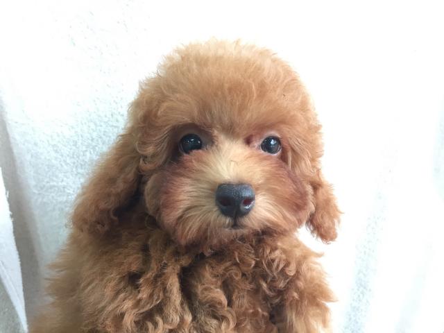 トイプードル