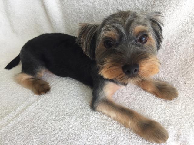 ヨークシャーテリア