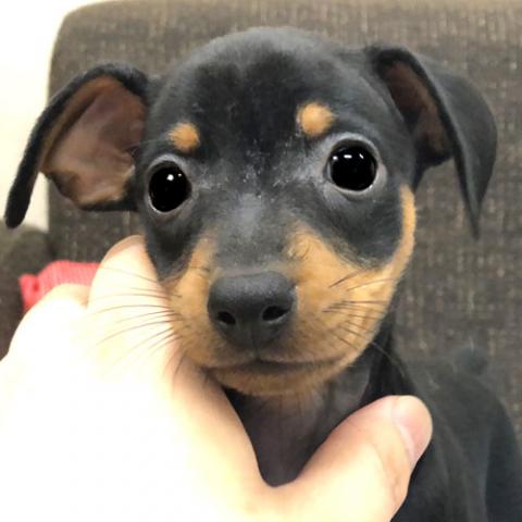 ミニチュアピンシャー