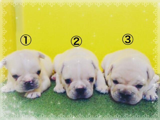 フレンチブルドッグ