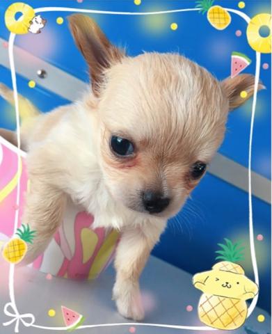 チワワ(ロングコート)