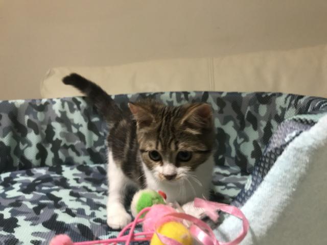 マンチカン【長足】