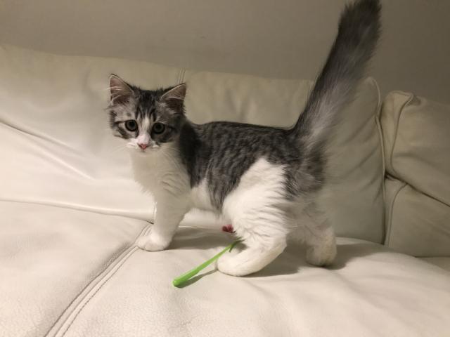 マンチカン【長足】