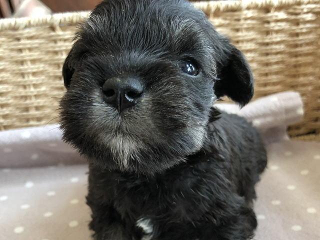 ミニチュアシュナウザー