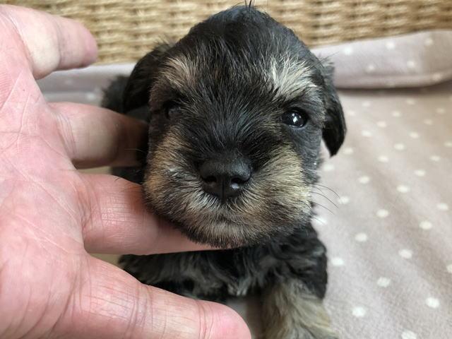 ミニチュアシュナウザー