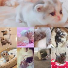 レクラールヴァリエ