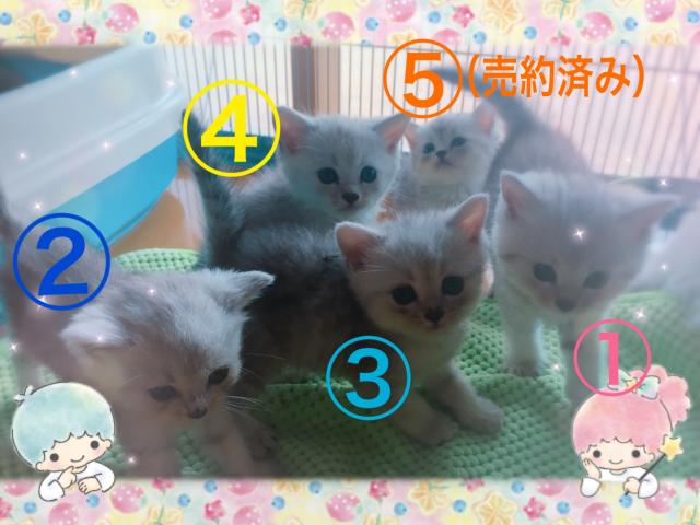 ミヌエット（旧ナポレオン）