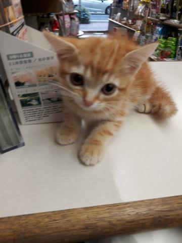 アメリカンショートヘアー