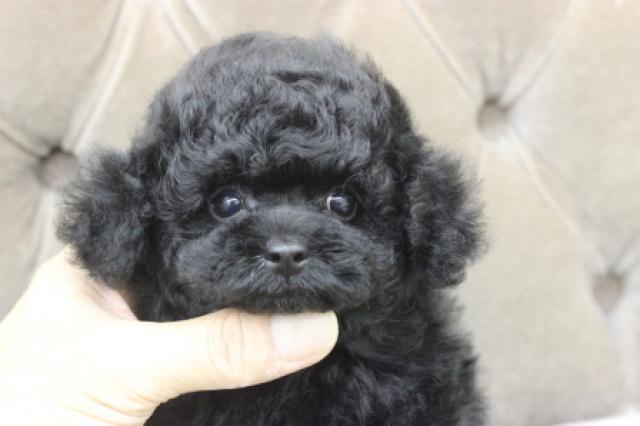 トイプードル