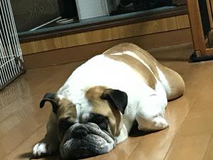 bliss犬舎