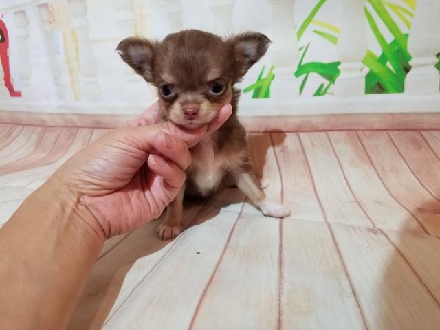 チワワ(ロングコート)