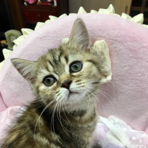 マンチカン