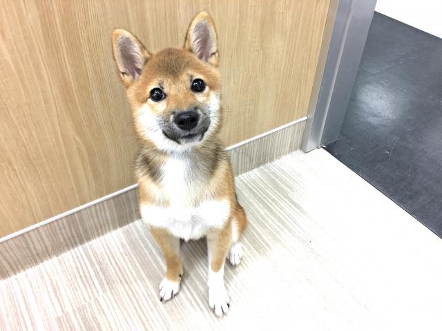 柴犬