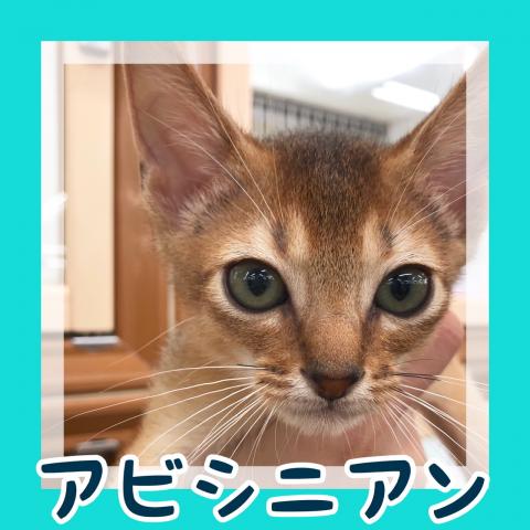 アビシニアン