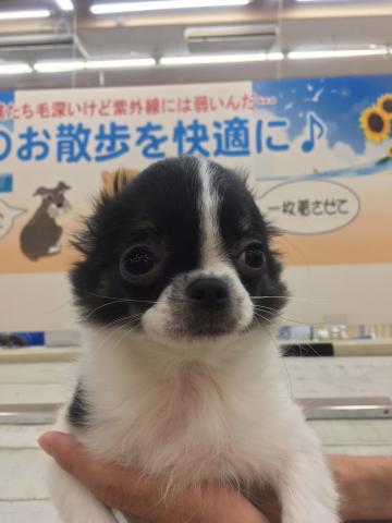 チワワ（ロングコート）