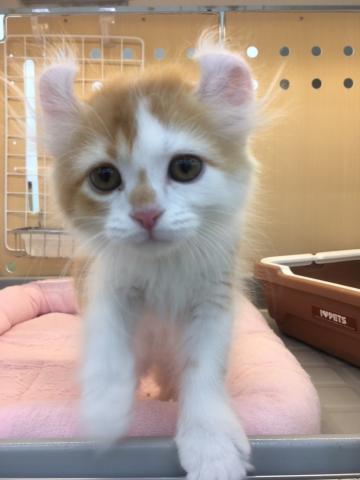 アメリカンカール