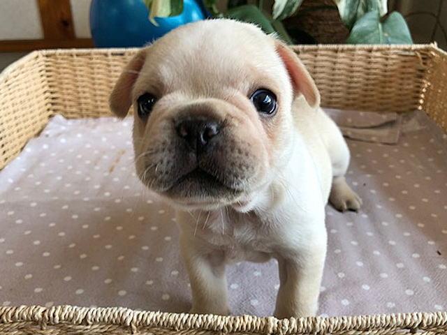 フレンチブルドッグ