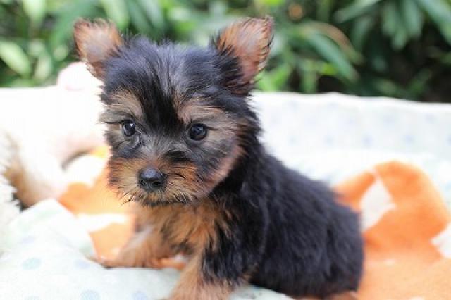 ヨークシャーテリア