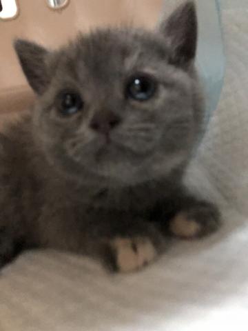 ミヌエット（旧ナポレオン）