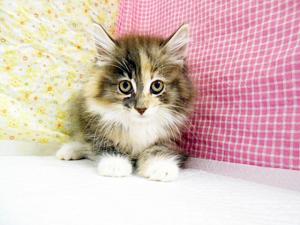 ノルウェジアンフォレストキャット