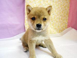 柴犬(豆サイズ)