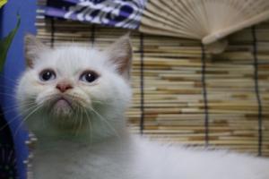 エキゾチックショートヘアー