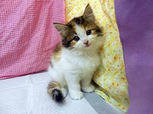 ノルウェジアンフォレストキャット
