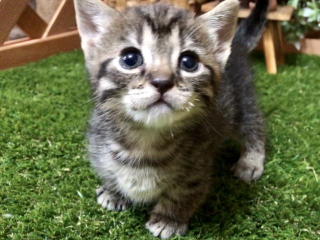 マンチカン