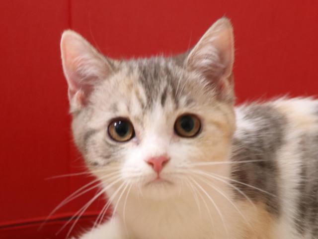 スコティッシュフォールド