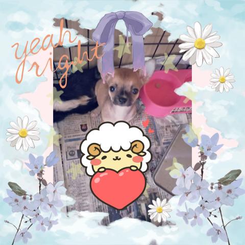 チワワ（スムースコート）