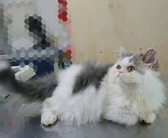 エキゾチックショートヘアー(ﾛﾝｸﾞ)