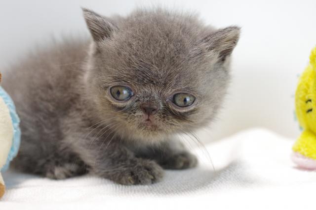 エキゾチックショートヘアー