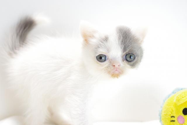 エキゾチックショートヘアー