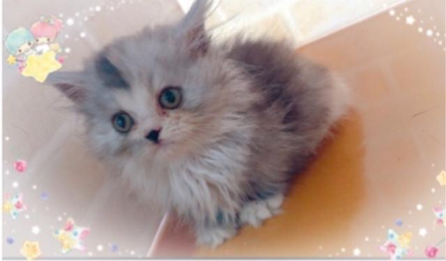 ミヌエット（旧ナポレオン）