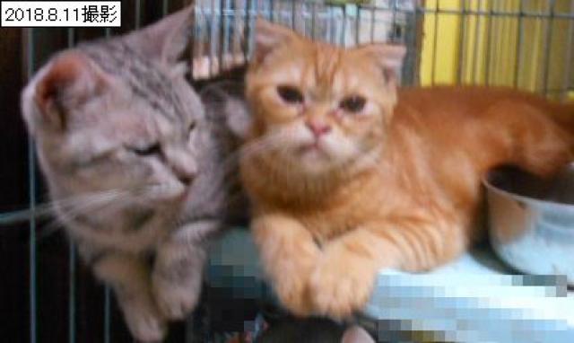 スコティッシュフォールド