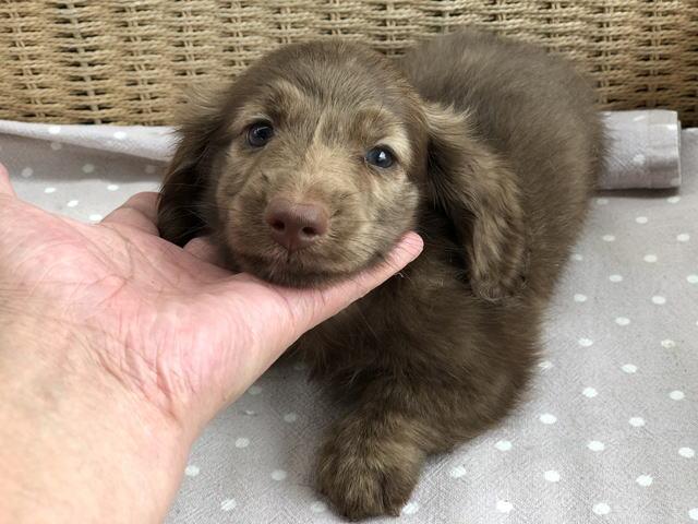 ミニチュアダックスフンド