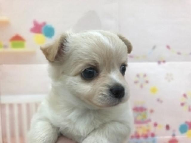 チワワ(ロングコート)