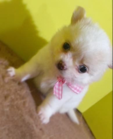 チワワ（ロングコート）