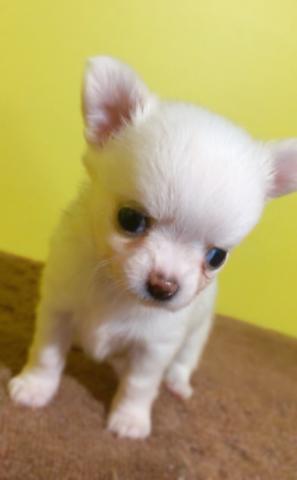 チワワ（ロングコート）