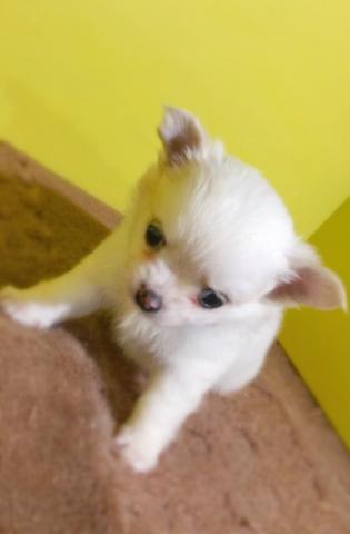 チワワ（ロングコート）