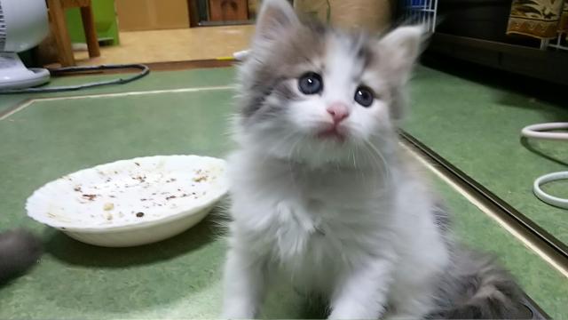 ノルウェージャンフォレストキャット