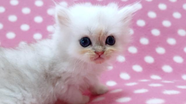 ペルシャ・ヒマラヤン