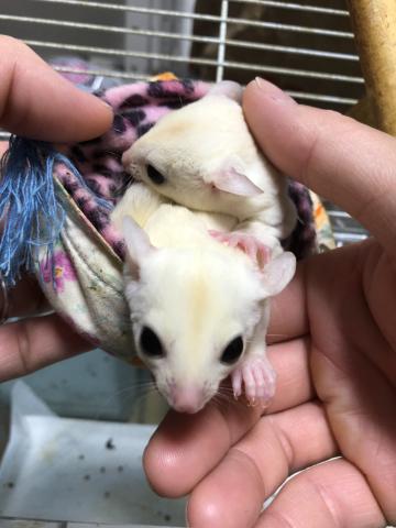 フクロモモンガ