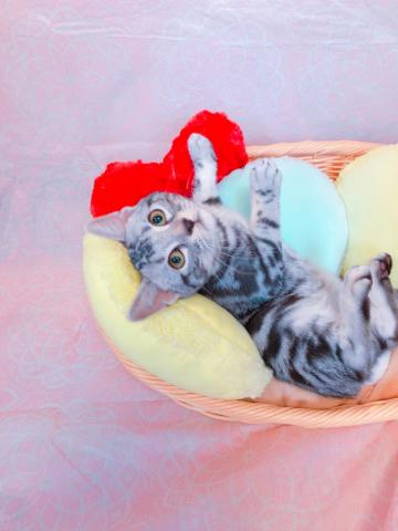 アメリカンショートヘアー