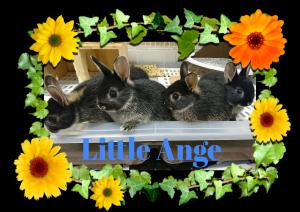 Little Ange (リトル アンジュ)